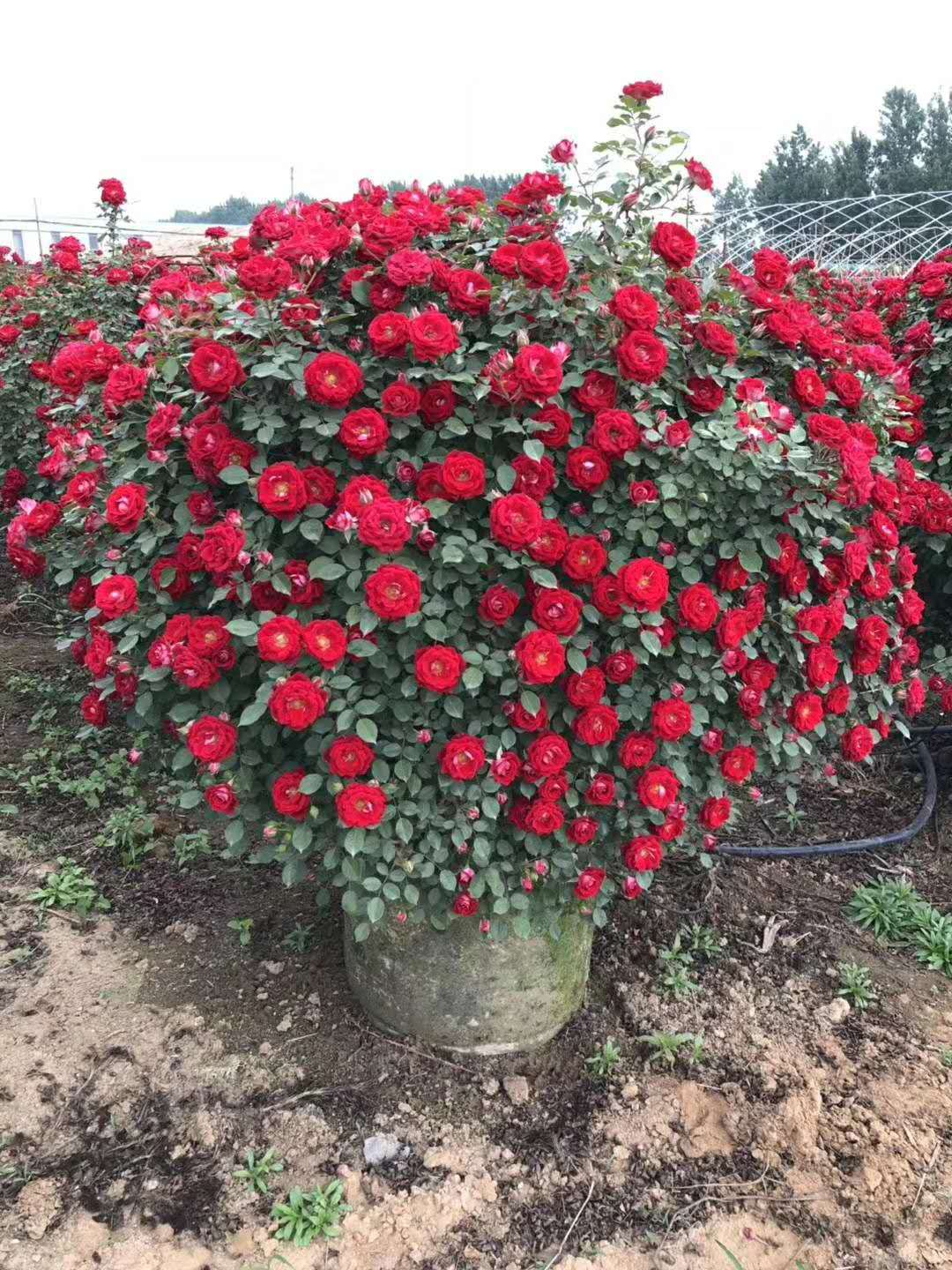 基地造型月季熱賣中，如：花球、花柱(圖3)